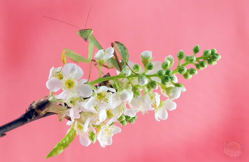 богомол, макро, черёмуха, личинка, Amazon-san