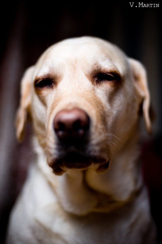 Uma фото превью