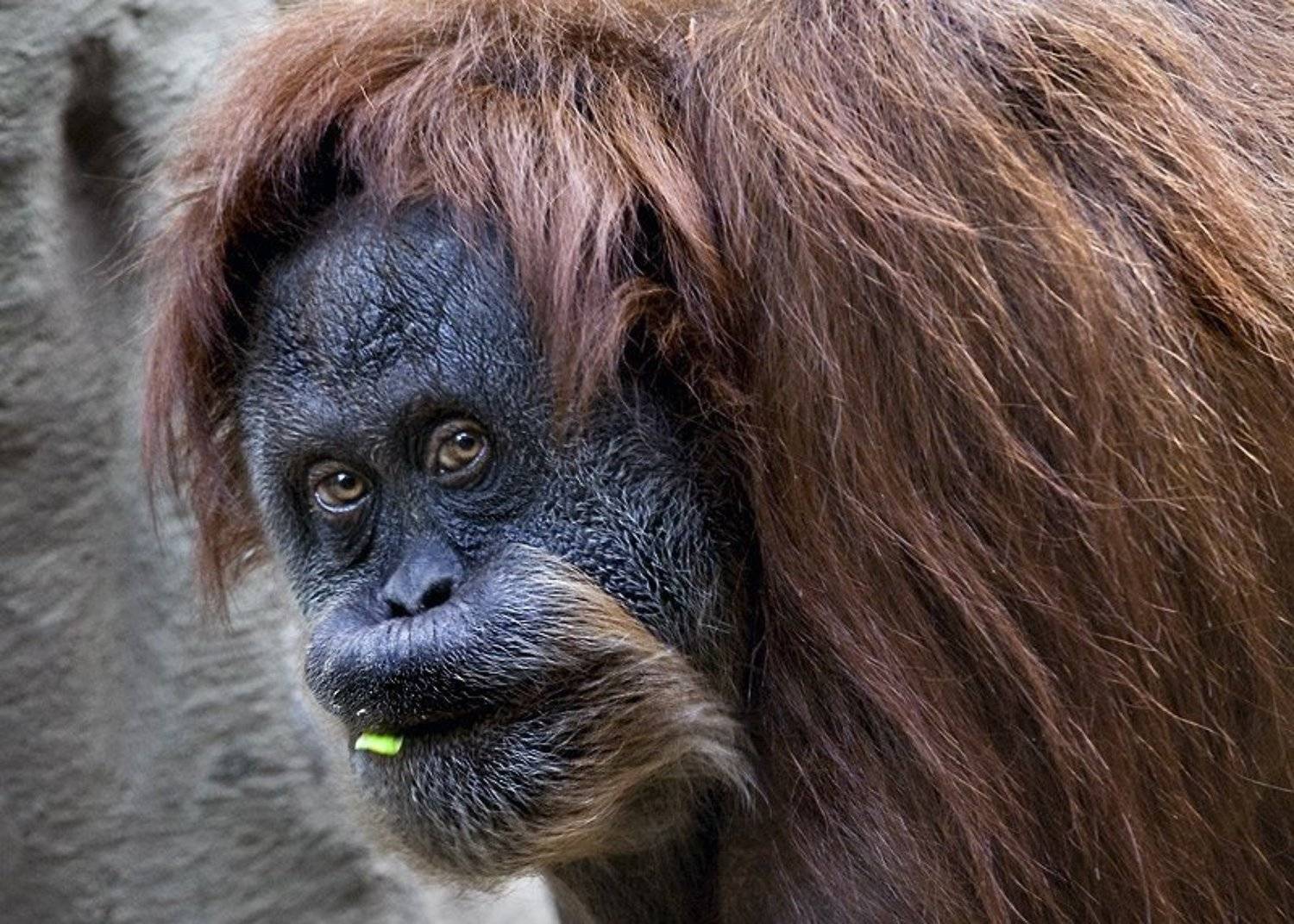 , Ольга Новикова