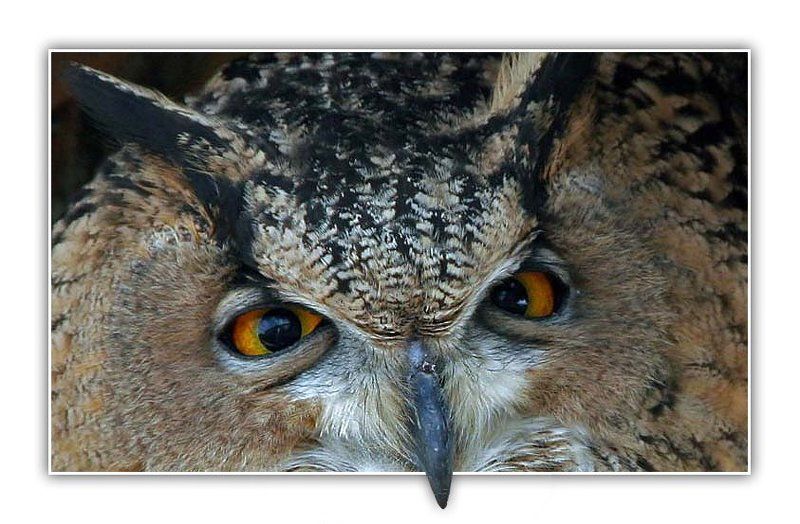 филин, тёща, лукьяненко Тёща фото превью