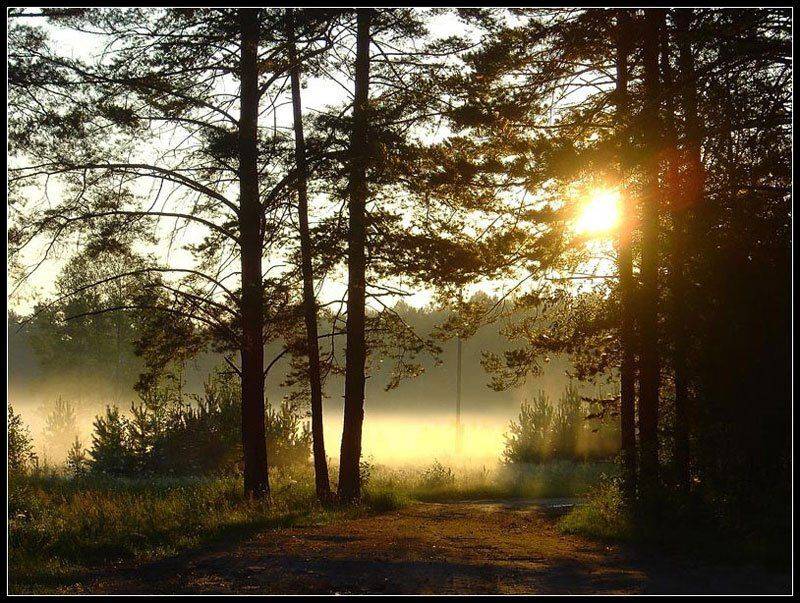 туман,лес, Vladim_Shipulin