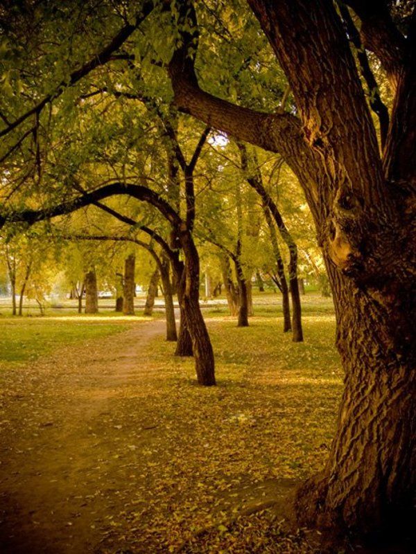 новосибирск,осень,сквер  фото превью