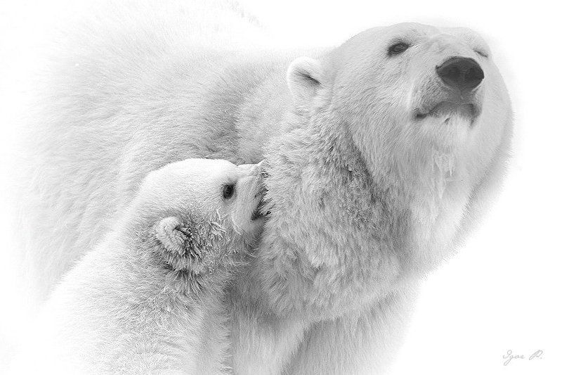 ам! фото превью