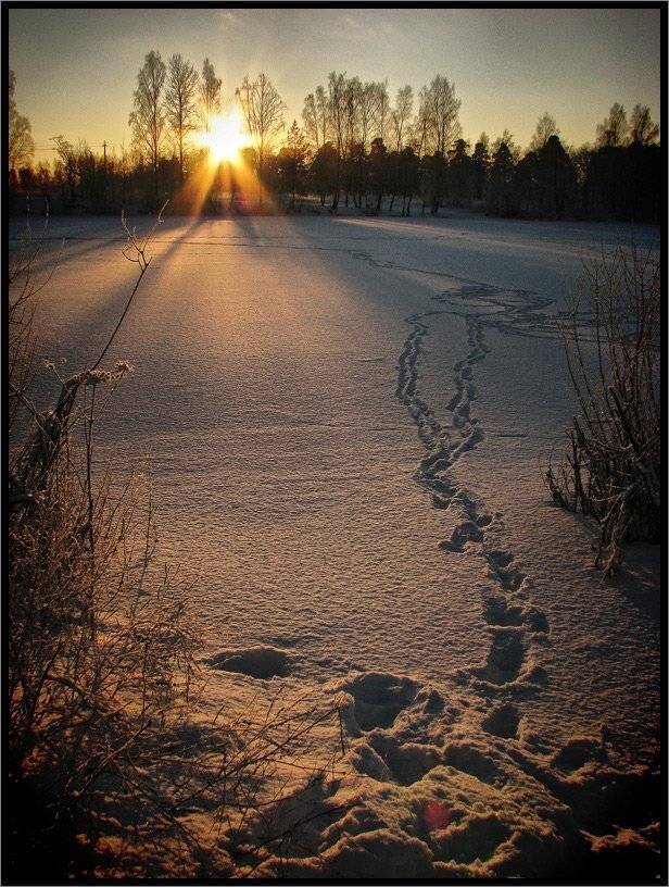 , Лунный Ежик