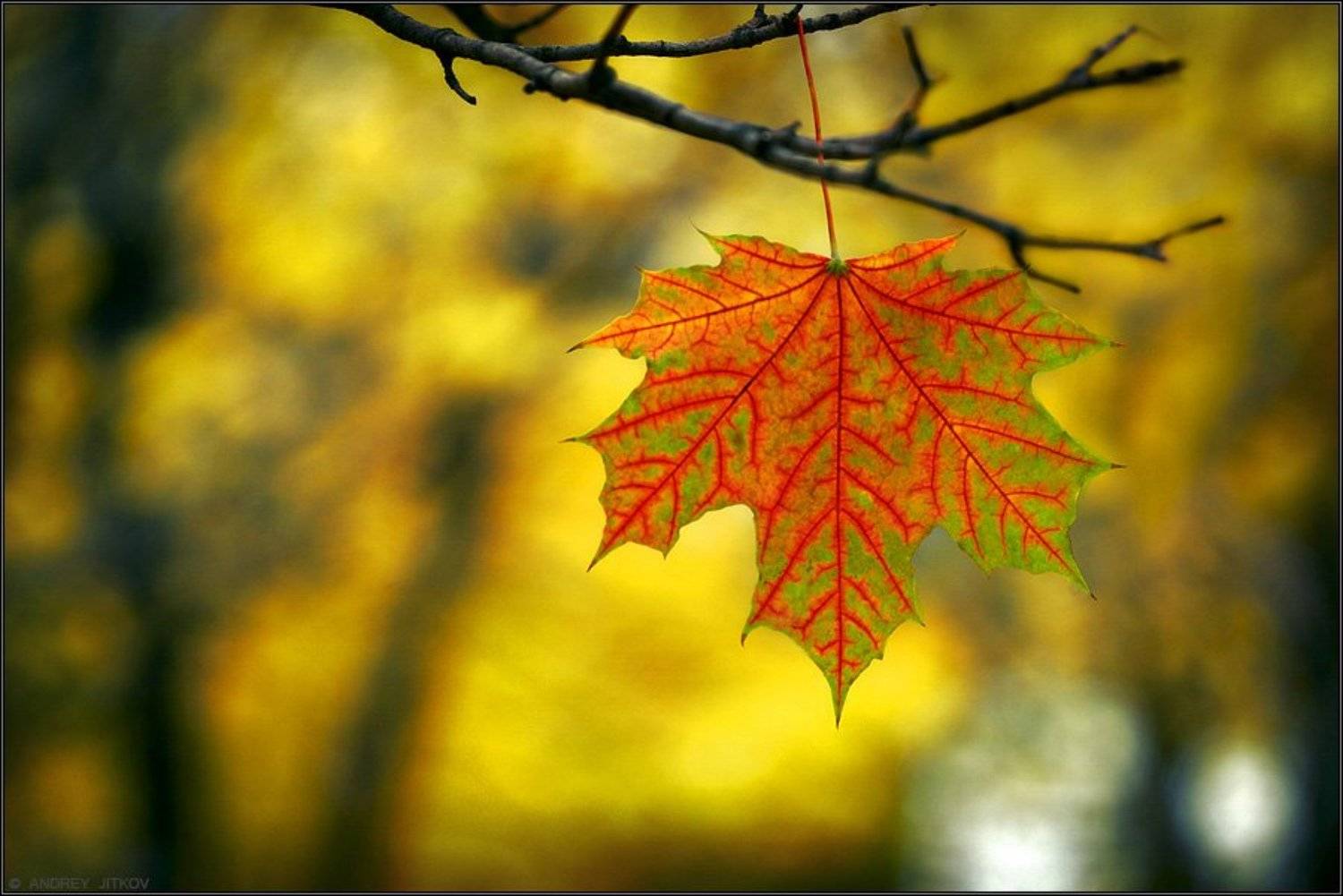 , Андрей Житков