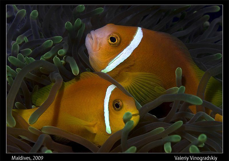 подводное фото, мальдивы, рыба, амфиприон Мы не расстанемся фото превью