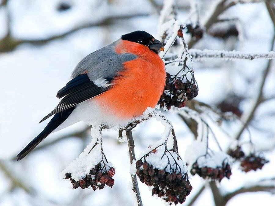 зима, мороз, иней, снегирь, Partner (Андрей Алексеев)