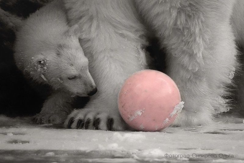 новая игрушка фото превью