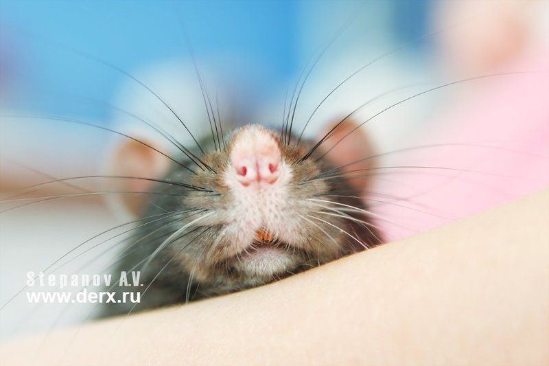 мышкины усишки, животные, animals мышкины усишки фото превью