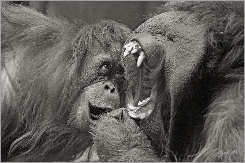 про стоматолога... фото превью