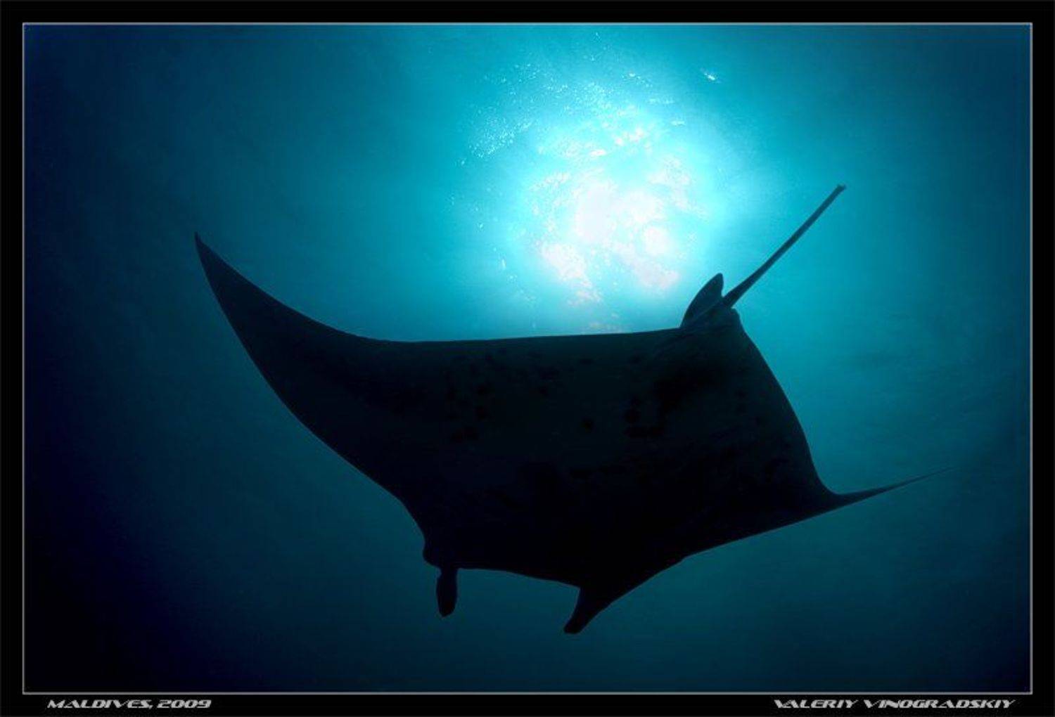 манта, подводное фото, океан, Виноградский Валерий