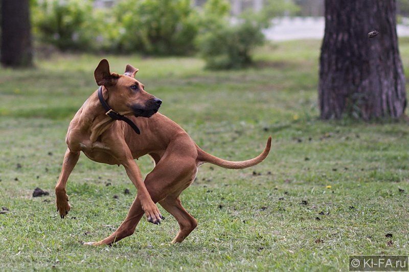 Шишки свистят фото превью
