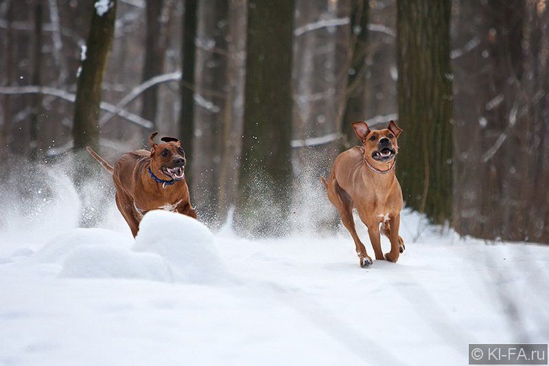 Кони... почти фото превью