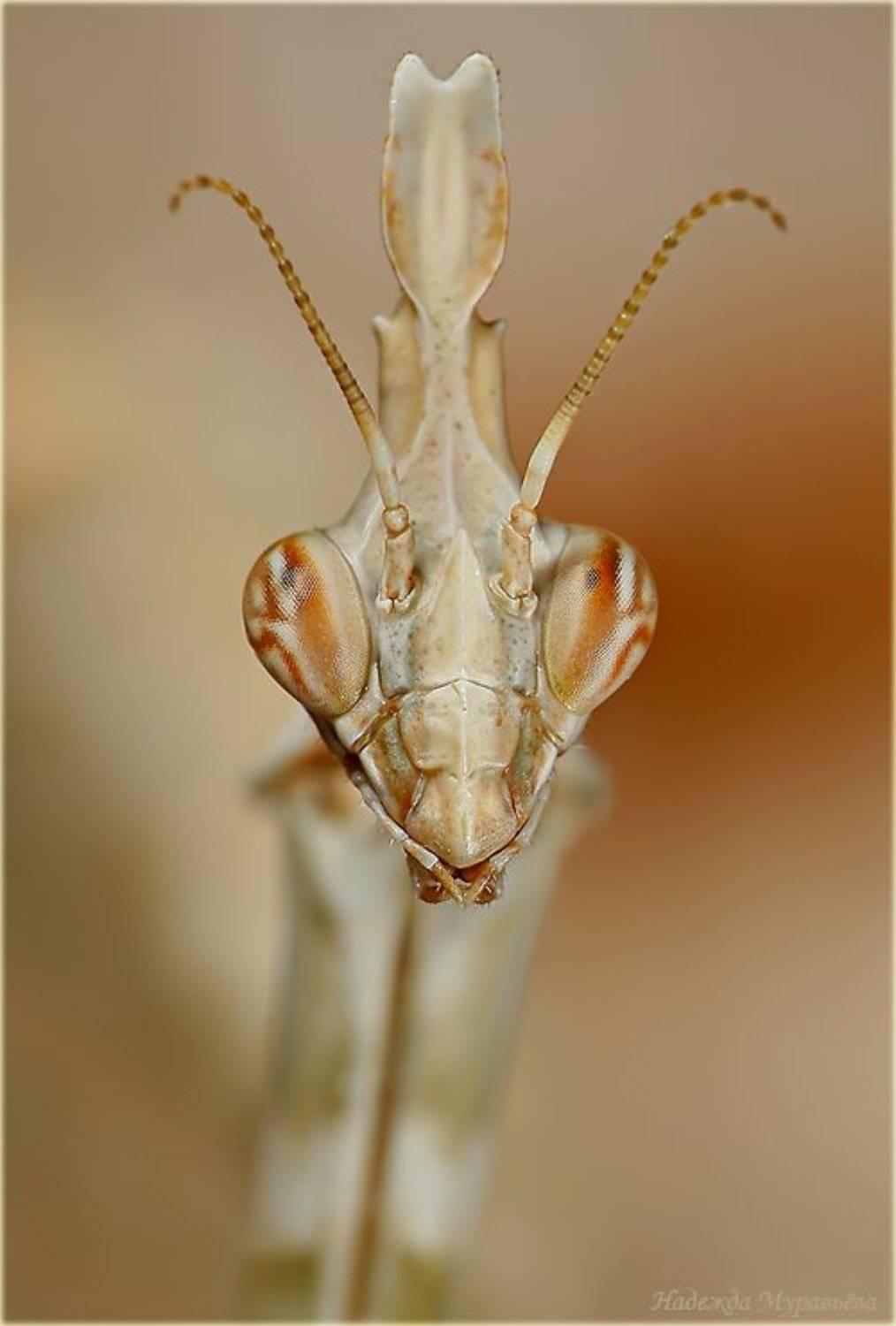 эмпуза, полосатая, empusa, fasciata, Надежда Муравьёва