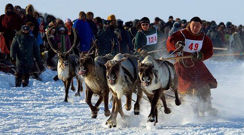 гонки на оленьих упряжках