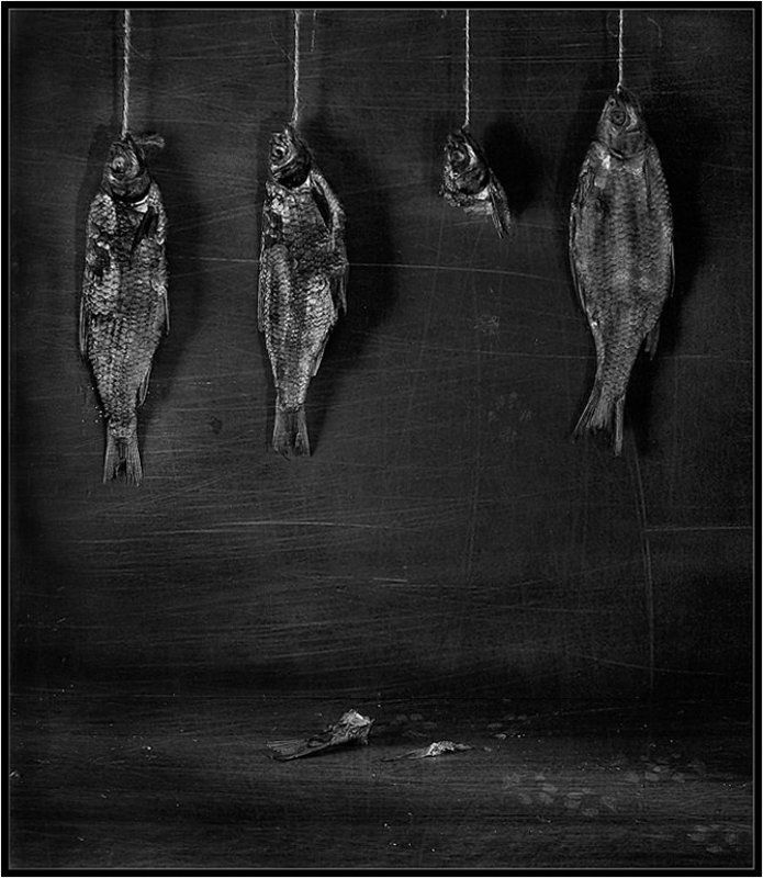 рыба, кот, кошка Одна история... фото превью