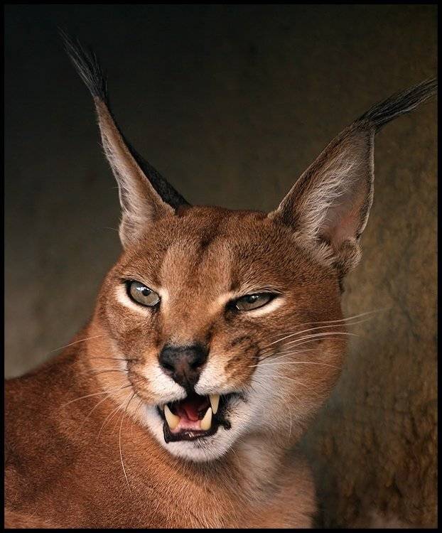 каракал, teamS