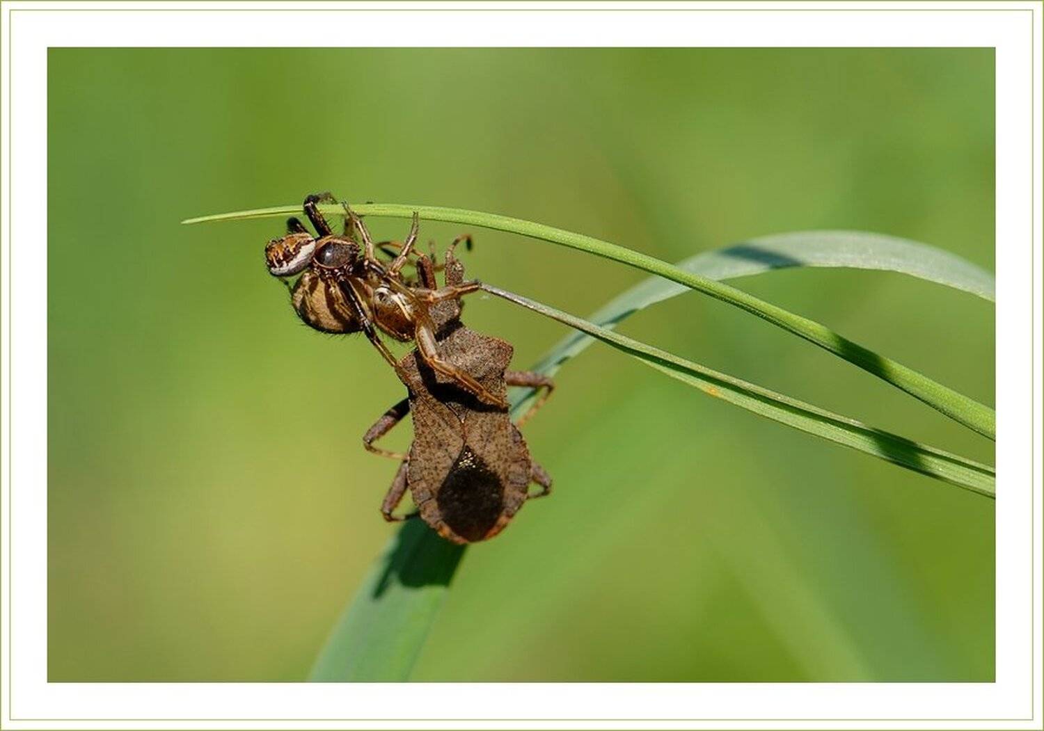 пауки, клоп, chark