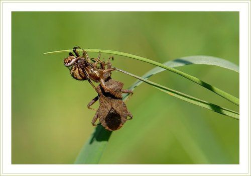 Вот так пирамида! :)