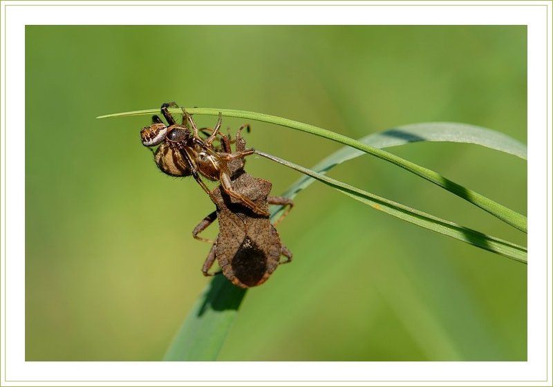 пауки, клоп Вот так пирамида! :) фото превью