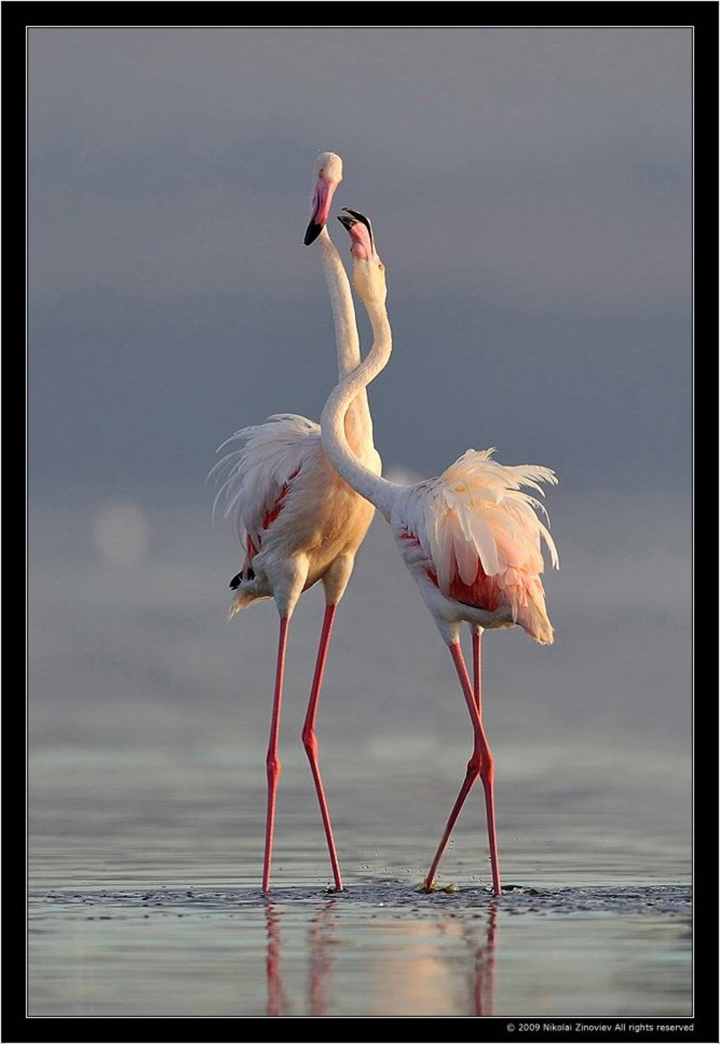 африка, фламинго, кения, Николай Зиновьев