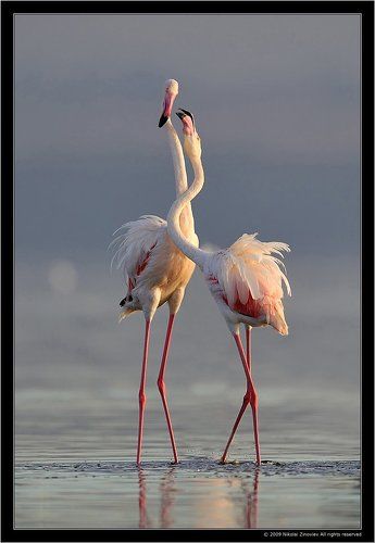 Love is in the air
