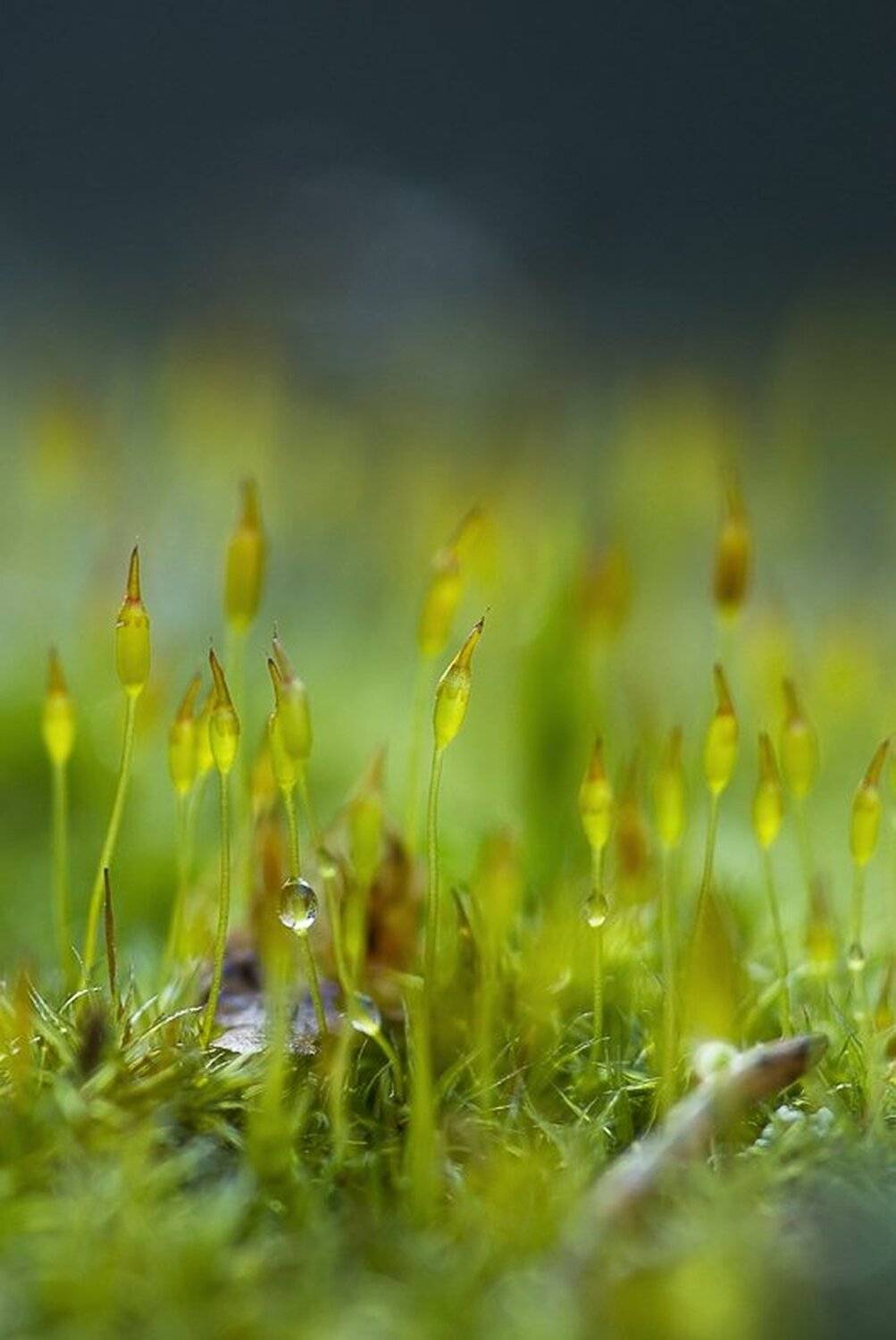 мох, макро, Юлия