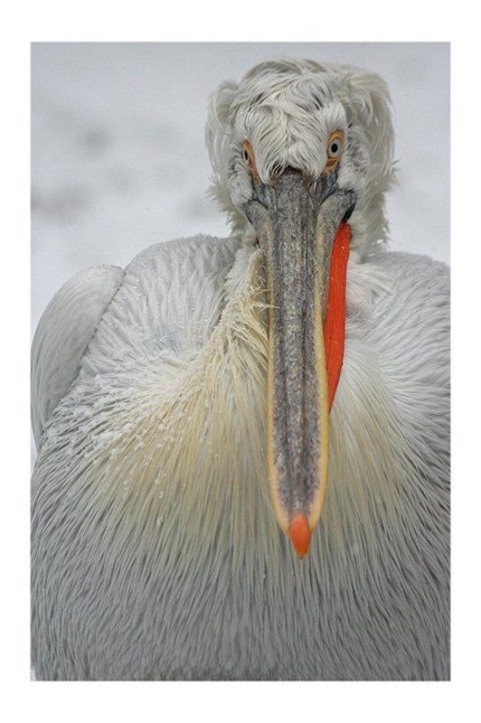 портрет пеликана... фото превью