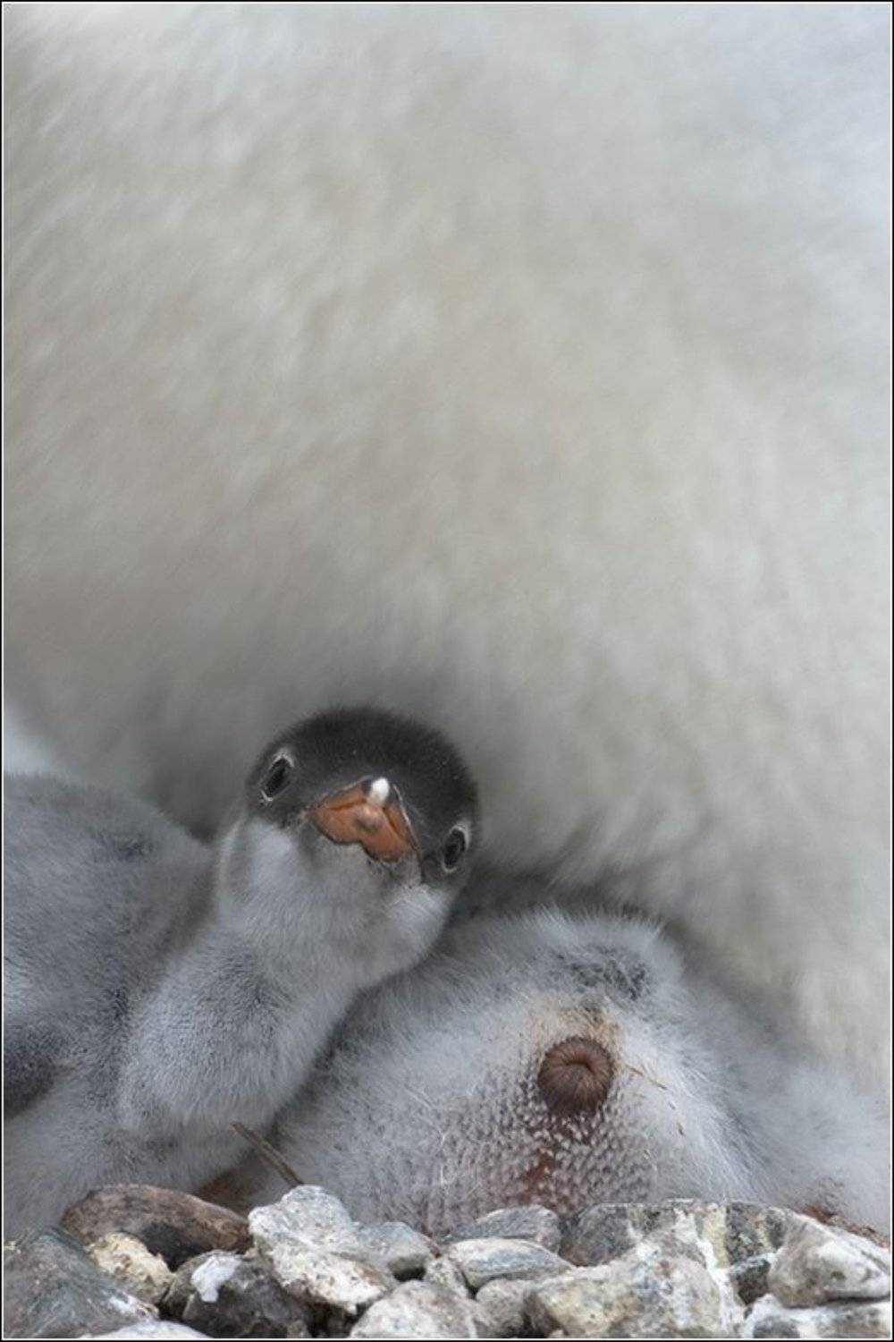 , Игорь Гущин