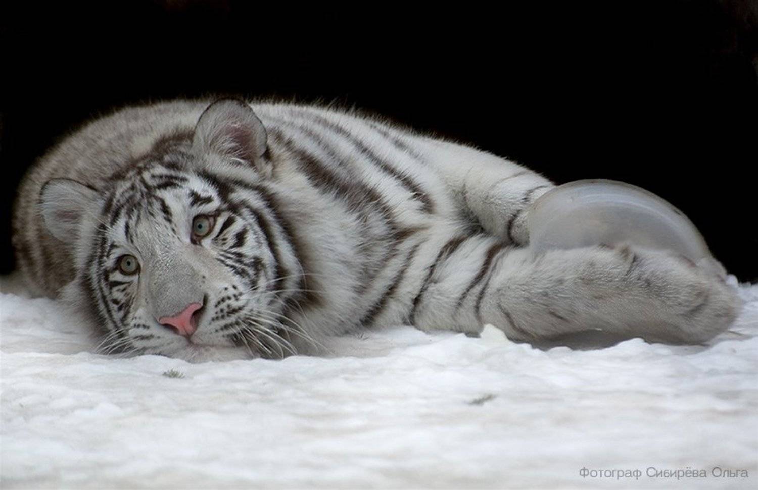 , Ольга Сибирёва