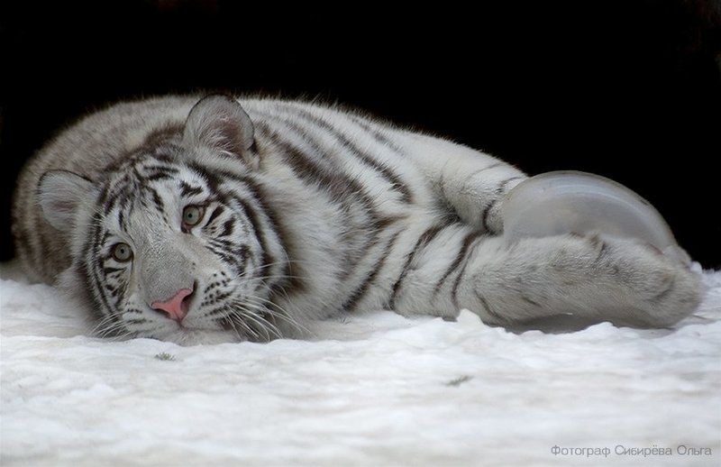 Баловник фото превью