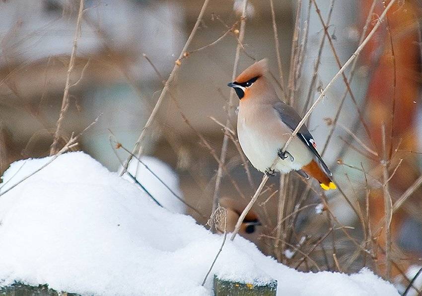 зима, мороз, свиристель, снег, Partner (Андрей Алексеев)