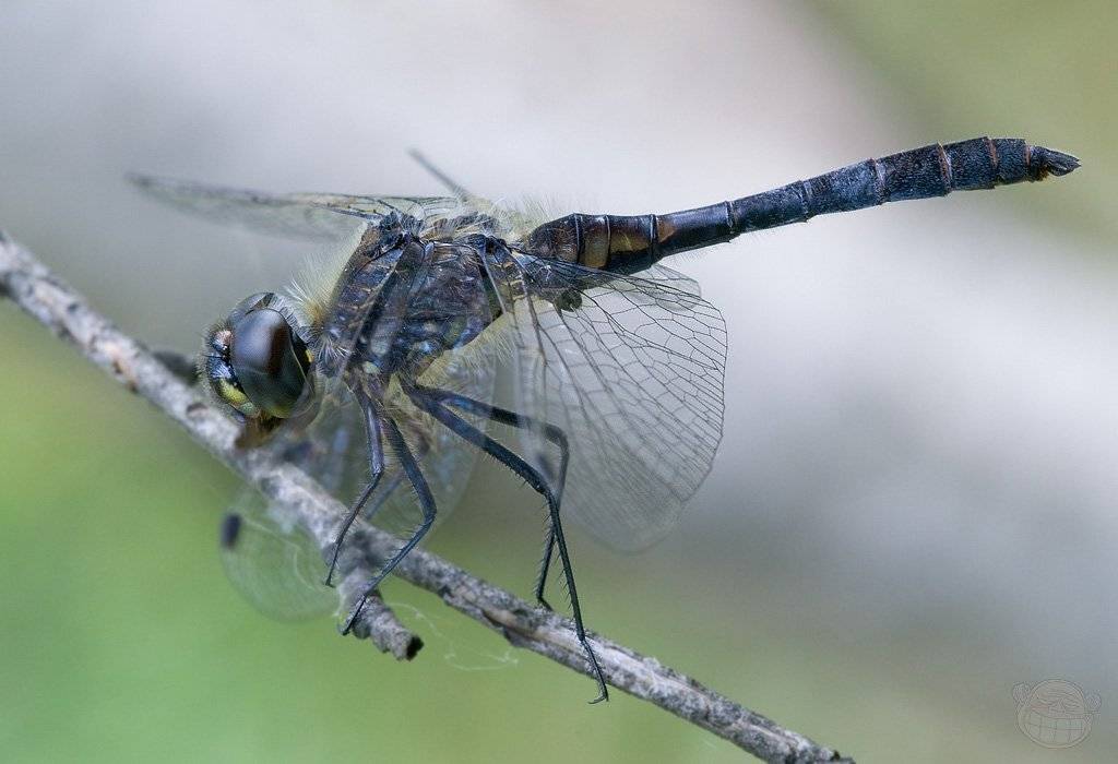 стрекоза, одоната, odonata, macro, Amazon-san