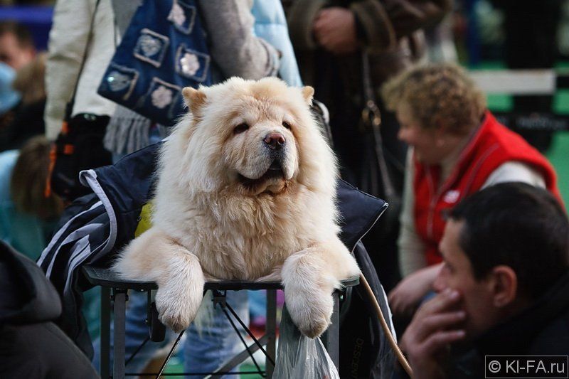 В ожидании фото превью