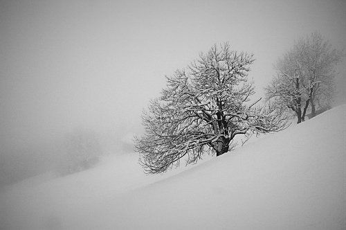 Ёжик в тумане