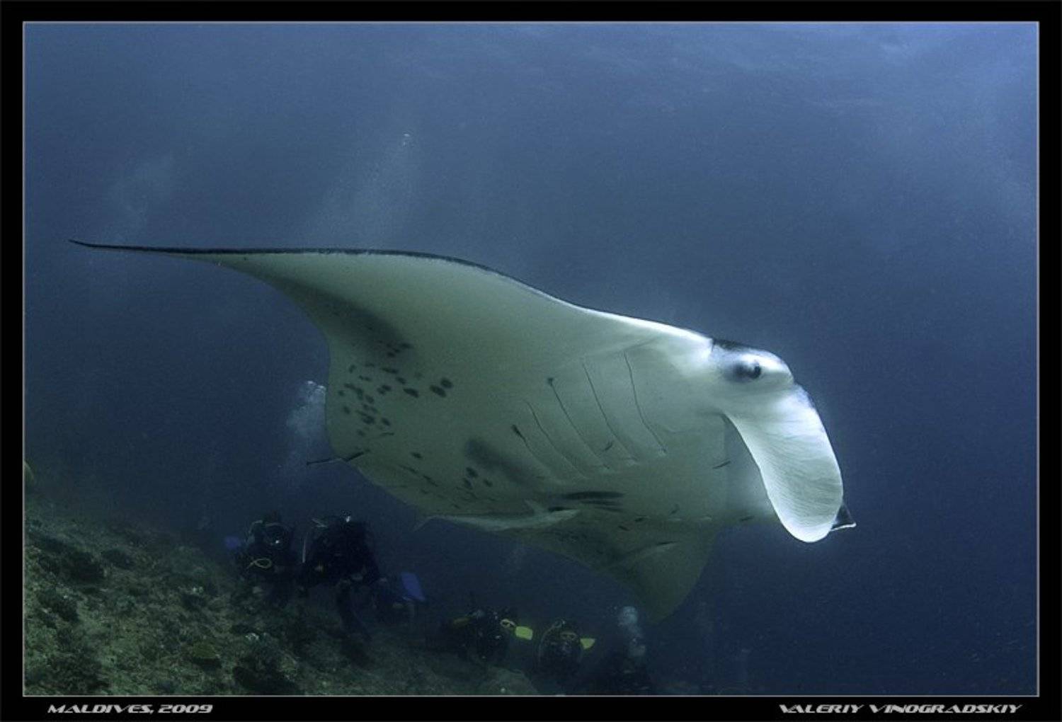 валерий виноградский, подводное фото, манта, океан, Виноградский Валерий