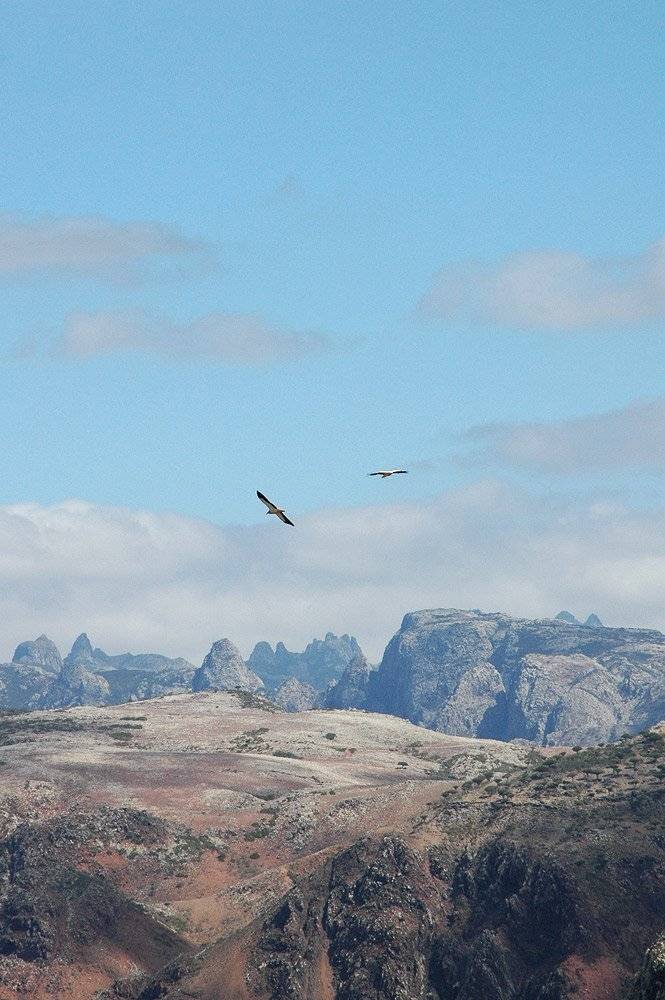 йемен, сокотра, thirteen creature