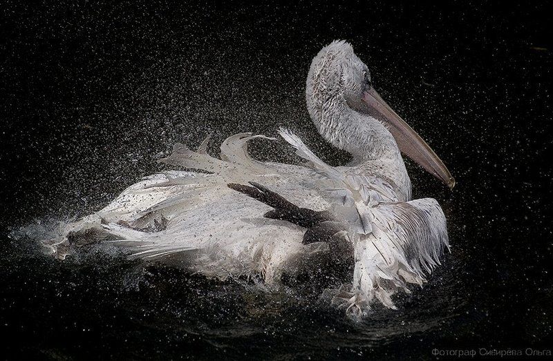 Купание пеликана (1) фото превью