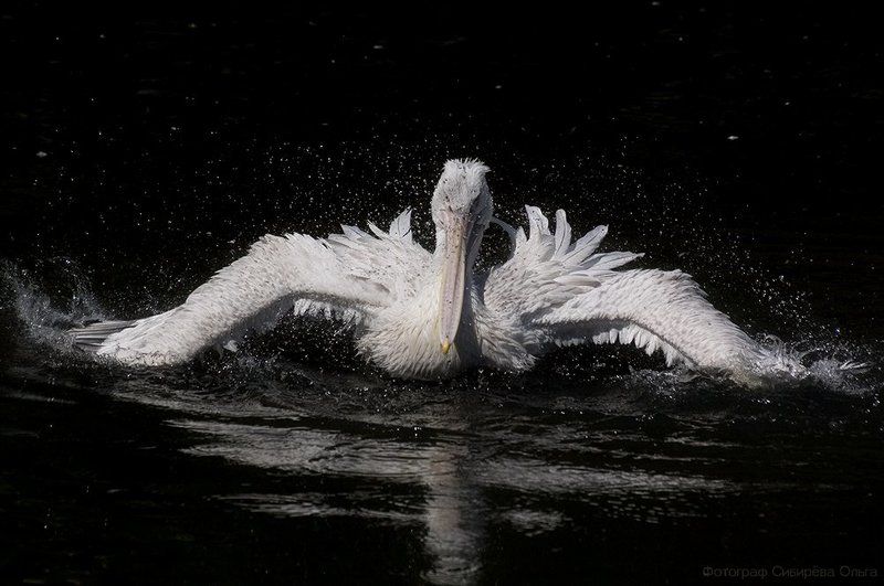 Купание пеликана (2) фото превью