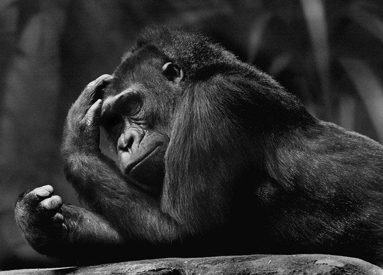 самка,гориллы, teamS