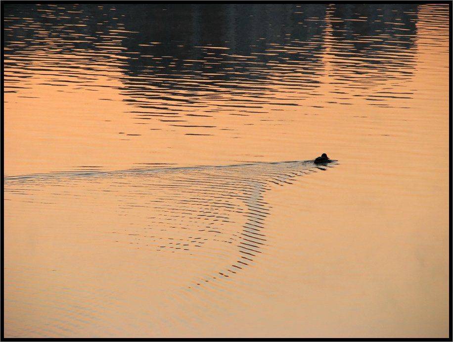 , Лунный Ежик