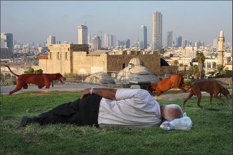 тель авив, яфо, собака, закат, сон, отдых, мегаполис, израиль, минарет Из жизни отдыхающих. фото превью