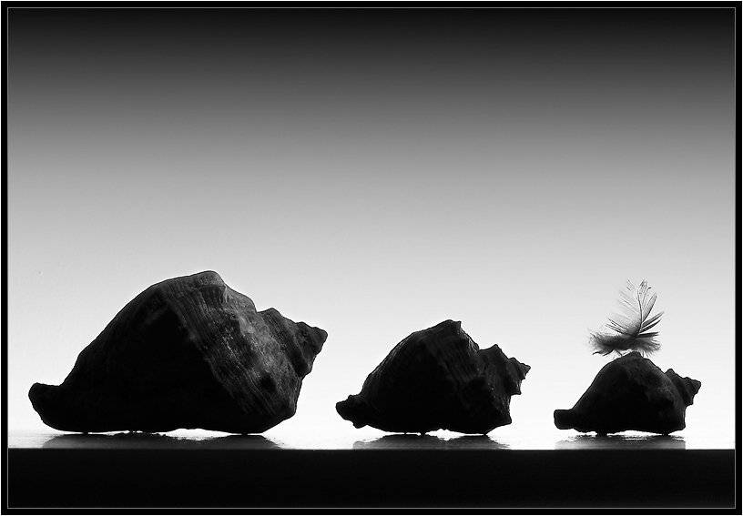 ракушки,раковины,перо,пёрышко, Vladim_Shipulin