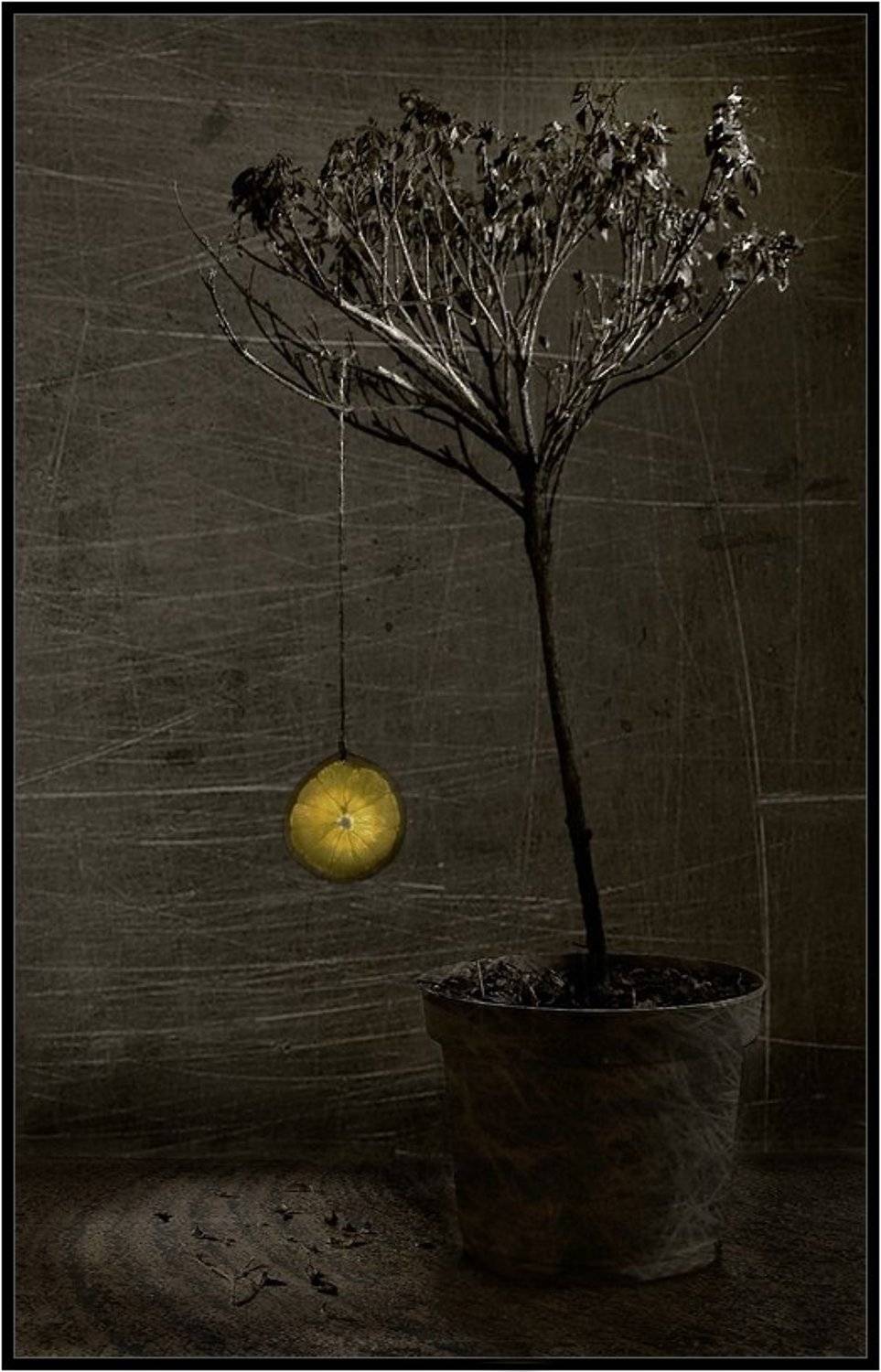 апельсин, куст, Vladim_Shipulin