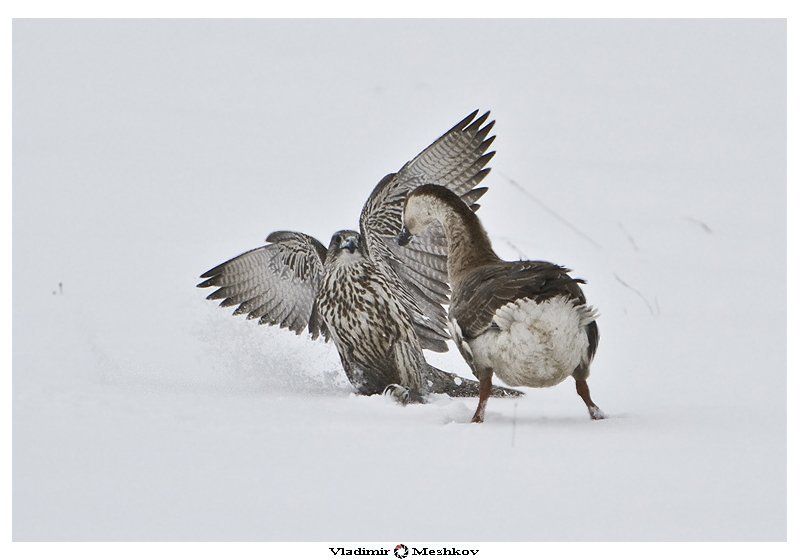 Fight of a falcon and the goose!