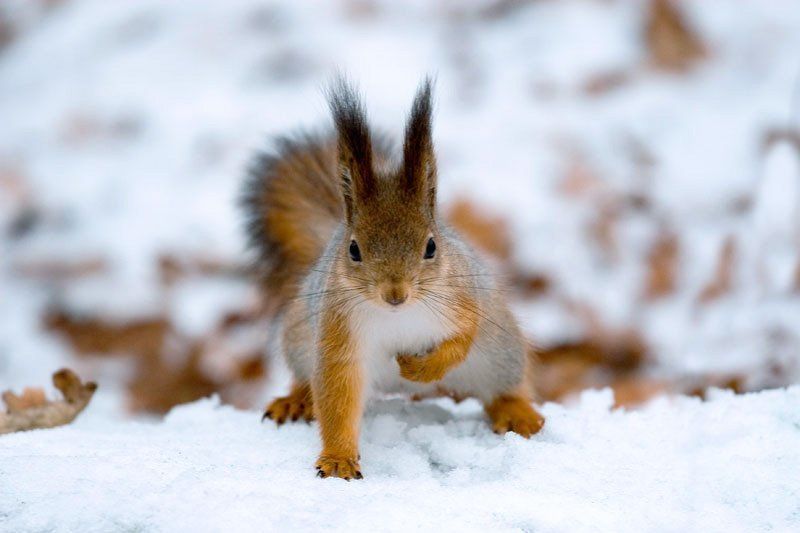 Камуфляж фото превью