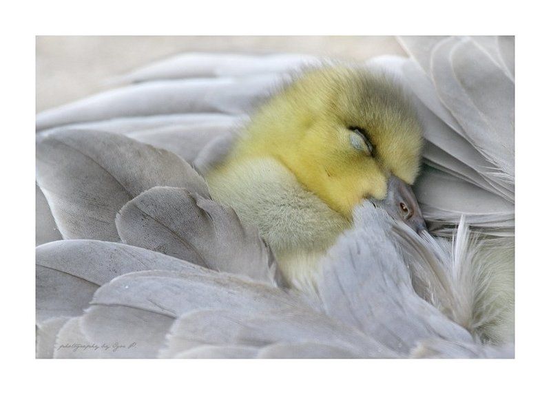 уснул... фото превью