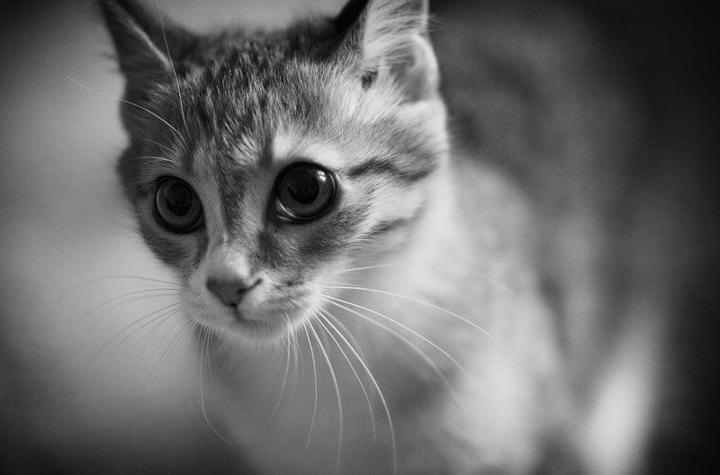 * * * фото превью