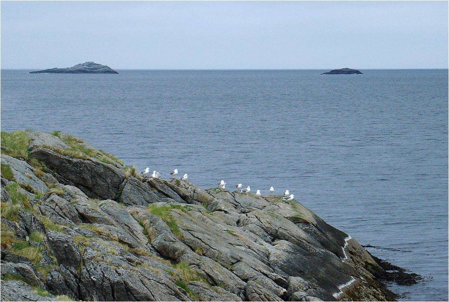 берег.чайки,фьорд, Liz