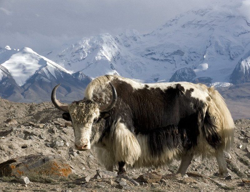горы,памир, ледник, морена, як, бык Хозяин долины фото превью